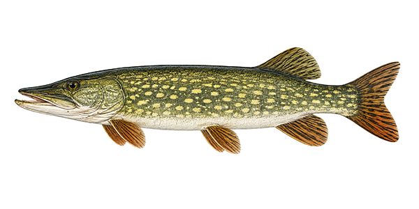 pike