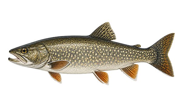 trout