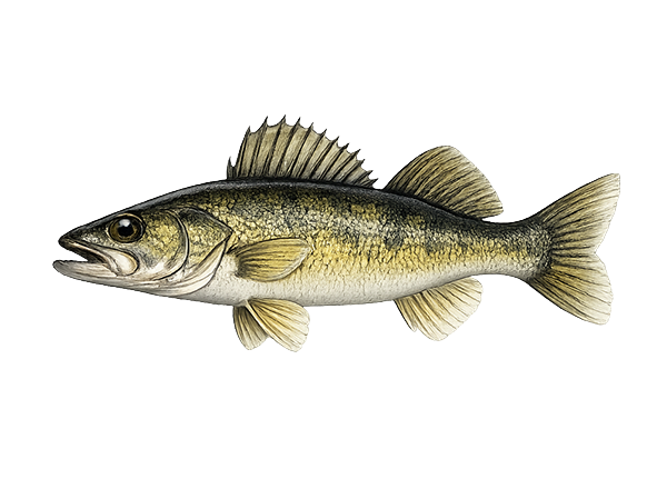 walleye